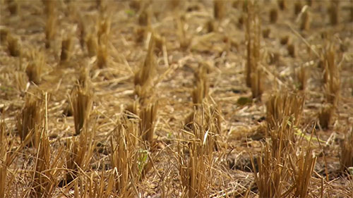 变稻草为环保包装材料