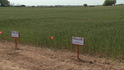 如何利用家禽垃圾