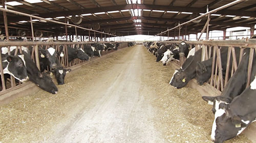 如何回收和利用牛粪