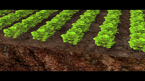 用滴灌技术种植棉花