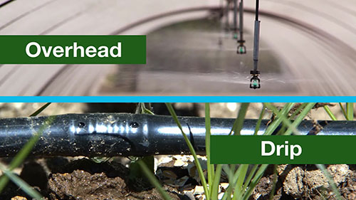 滴灌技术和可持续农业