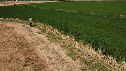 水稻种植中的精确灌溉技术