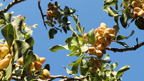 加州探寻农业用地下水资源