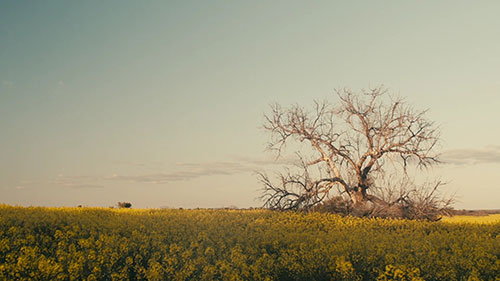 农业和生物多样性