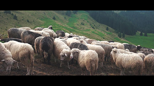 生态农业和可持续粮食供给