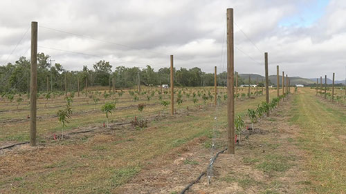 澳大利亚的高密度芒果生产