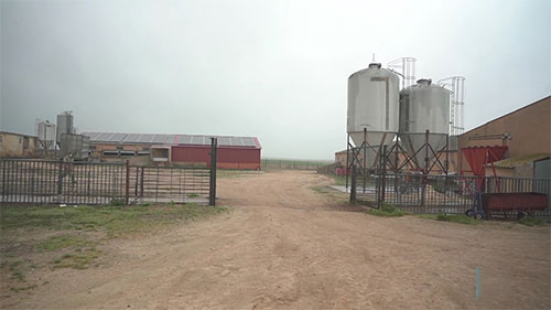 肉猪集约化养殖和环境