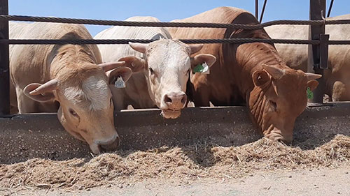 集约化养牛体系