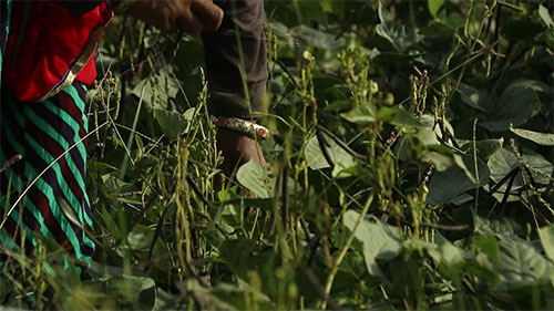 荒芜之地变绿洲 1