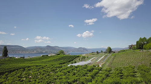 荒芜之地变绿洲 2