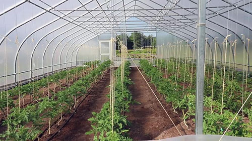 小规模高收益农场