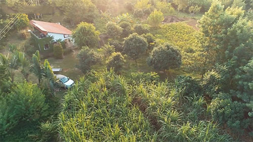 美丽的粮食森林