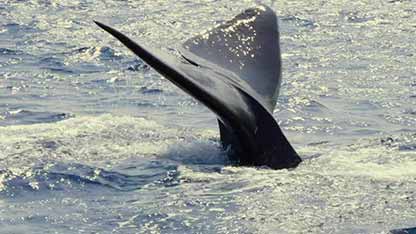 海洋噪音污染问题 1