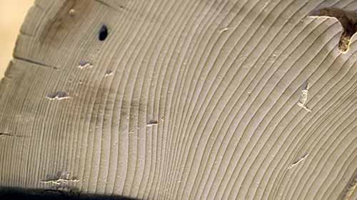 年轮如何揭示极端的天气循环