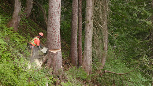 关注伐木工人的安全