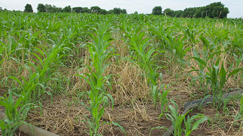 水质与土壤健康