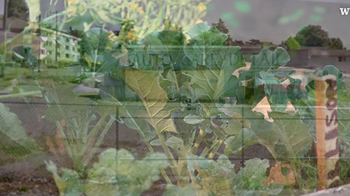 土壤中隐藏的污染