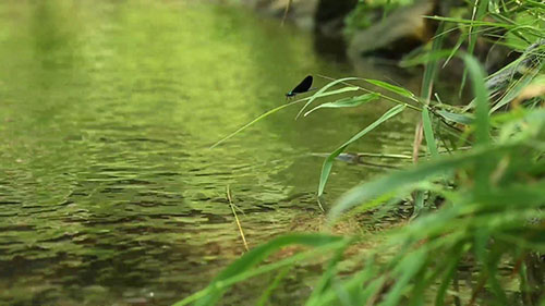 多伦多市地表水水质抽样