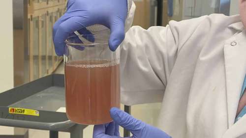 利用微藻处理废水