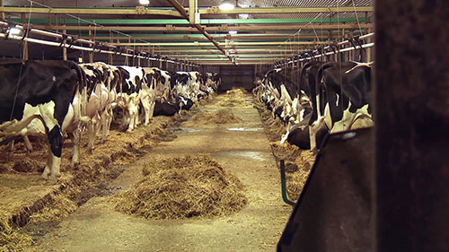 乳制品生产和温室气体