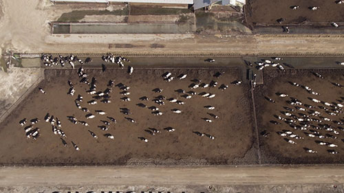 奶牛场的地下污水滴灌系统