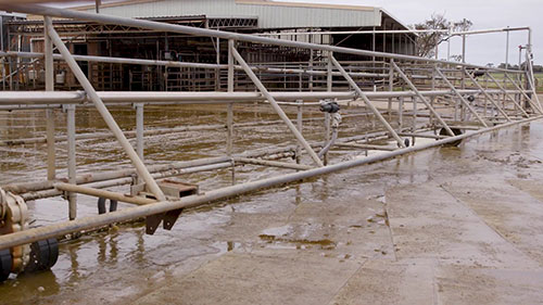 奶牛场废水和农田灌溉