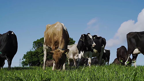 英国的可持续乳业发展