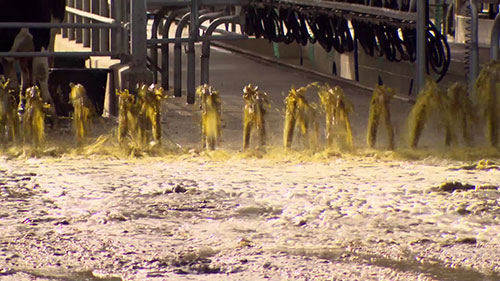 奶牛场的自动化废水系统