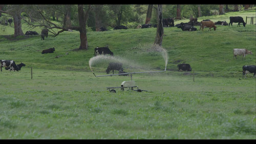 澳洲的可持续乳业