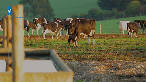 奶牛场污水储存管理