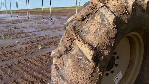 将养猪场的废水作肥料