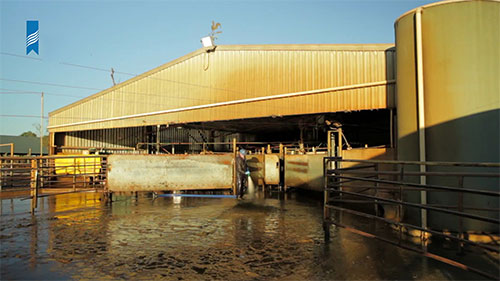 如何减少奶牛场的废水量