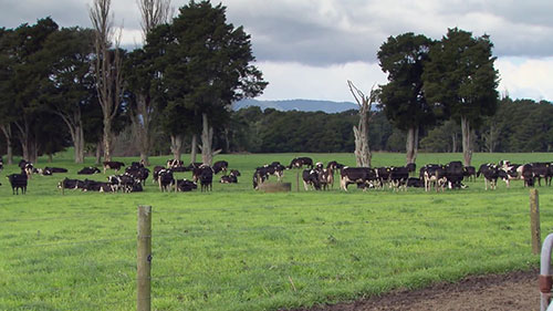 奶牛场污水系统更新
