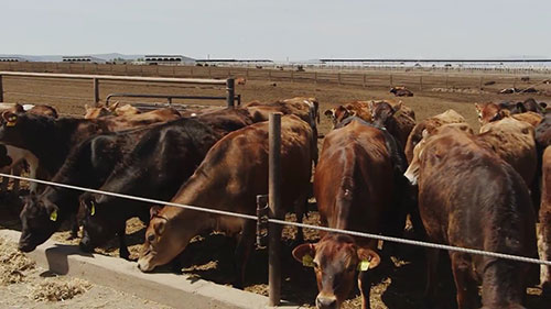 用牛粪生产高效肥料
