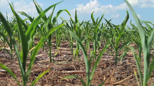 不耕而种的免耕农业