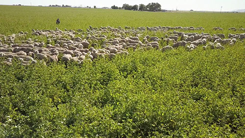 免耕农业和土壤健康