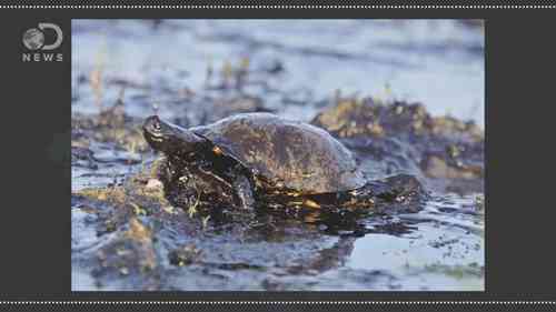 如何清理石油泄漏