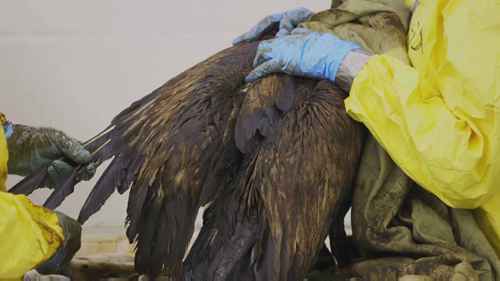 原油泄漏后如何救援动物