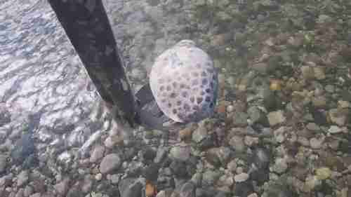 在海滩上寻找岩石