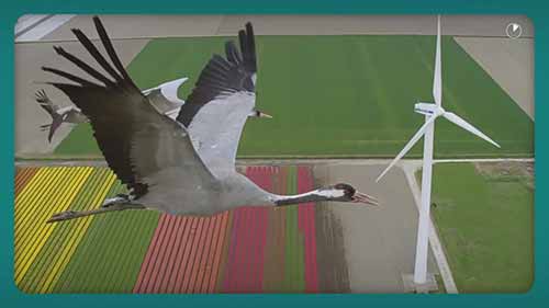 风力涡轮机的生态影响