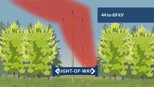 为什么植物必须远离输电线路