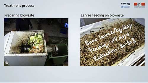 黑水虻生物处理技术