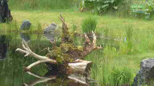 水坑？天然池塘！