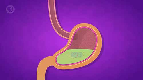 工程学速成课 24生物材料