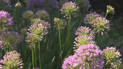 家庭景观花饰和植物组合