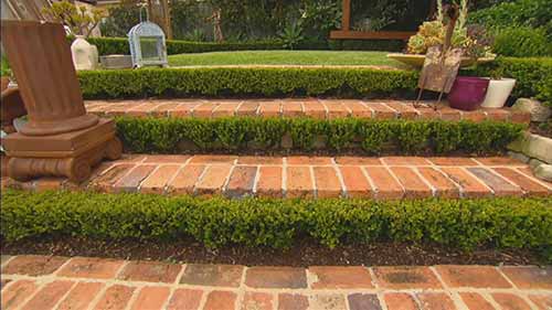 树篱修剪的技巧和妙招