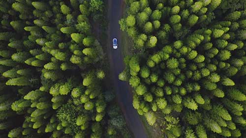 走向绿色：这些野生动物桥梁拯救了无数动物的生命