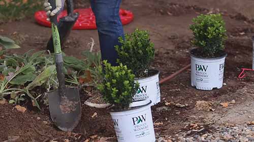 种植黄杨木树篱