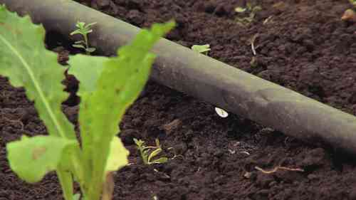 以色列耐特菲姆公司