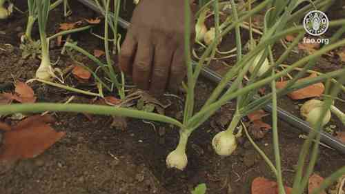得克萨斯州的农业节水项目